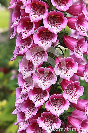 Close-up of Digitalis `Digitalis purpurea`, horticultural plant of different colorsin Stock Photo