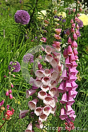 Close-up of Digitalis `Digitalis purpurea`, horticultural plant of different colorsin Stock Photo