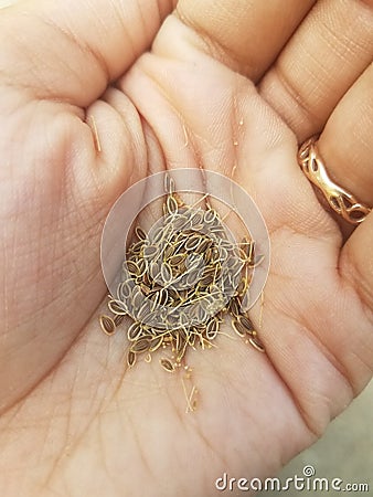 Close-up Dill Seeds in woman`s palm Stock Photo