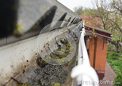 Close up on Dirt in House Roof Gutter. Asbestos Roof Gutter Cleaning Stock Photo