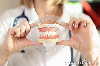 Doctor stomatologist holding jowl model in hands Stock Photo