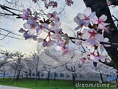 CLOSE UP: Detailed view of white cherry blossoms budding in the peak of spring. Stock Photo