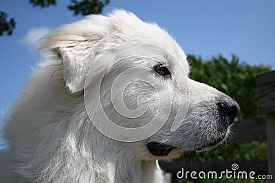 Close-up of a dog. Stock Photo