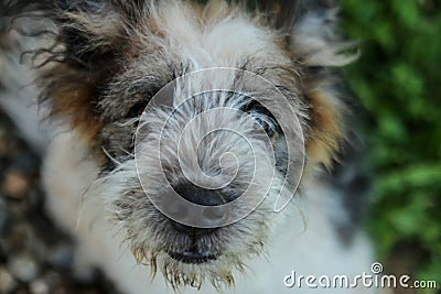 Close up of dog smiling - dog looking at the camera Stock Photo