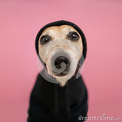 A close up dog in sweater hoodie face portrait. Stock Photo