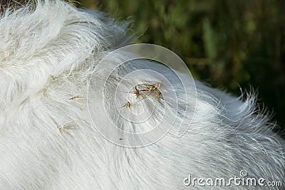 CLOSE UP DOG WALKING AND PLAYING IN A SPIKE FIELD OR DANGEROUS GRASS SEEDS PEAK ON SUMMER OR SPRING SEASON Stock Photo