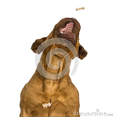 Close-up of a Dogue de Bordeaux catching food, mouth opened Stock Photo