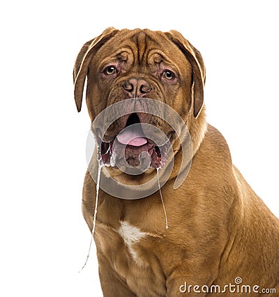 Close-up of a Dogue de bordeaux drooling Stock Photo