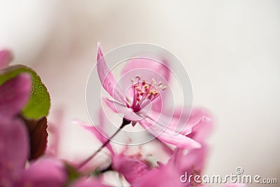 Close up of Dogwood Tree Bloom in Spring Stock Photo