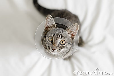 Close up of domestic small tabby kitten with big eyes. Curious cat lifestyle shot. Adorable cozy feline friend. Animal Stock Photo