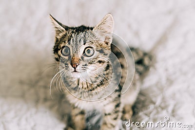 Close up of domestic small tabby kitten with big eyes. Curious cat lifestyle shot. Adorable cozy feline friend. Animal Stock Photo