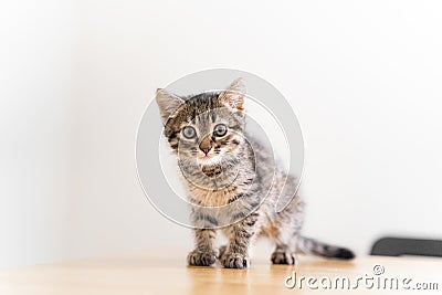 Close up of domestic small tabby kitten with big eyes. Curious cat lifestyle shot. Adorable cozy feline friend. Animal Stock Photo