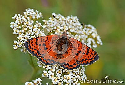 Melitaea interrupta , The Caucasian Spotted Fritillary butterfly Stock Photo
