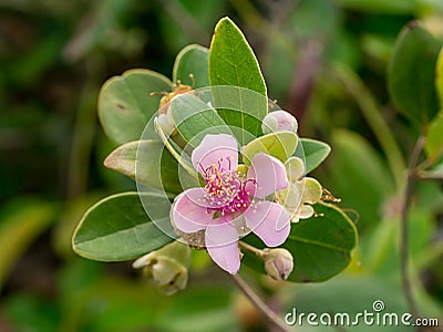 Close up of Downy myrtle flower Stock Photo