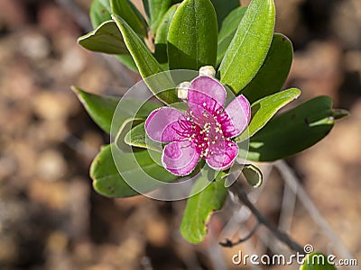 Close up of Downy myrtle flower Stock Photo