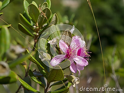 Close up of Downy myrtle flower Stock Photo