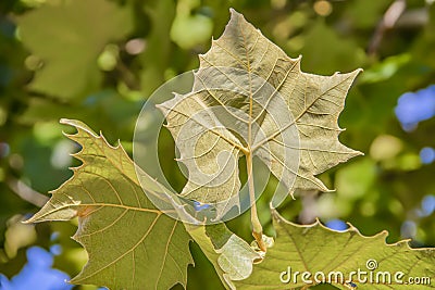 Close-up of the downy underside of a big leaf maple leaf on tree against a blurred bokeh background - selective focus Editorial Stock Photo