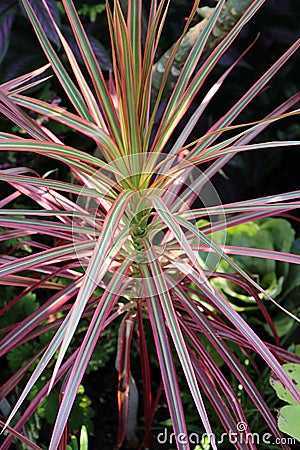 Close up of a Dracaena marginata tree with red, green and yellow striped leaves Stock Photo