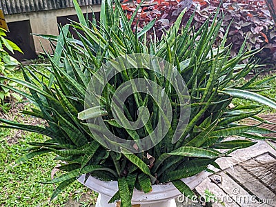 A close up of Dracaena trifasciata plant. Also called as the snake plant and Saint George& x27;s sword Stock Photo