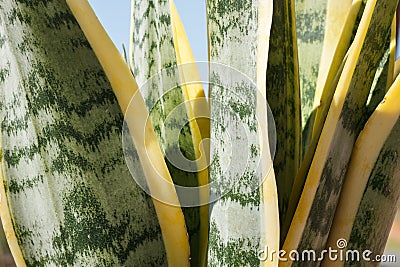 Close up of Dracaena Trifasciata Stock Photo