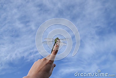 Beautiful close up of a dragen fly Stock Photo