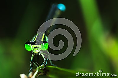 Green dragonfly on grass macro view Stock Photo
