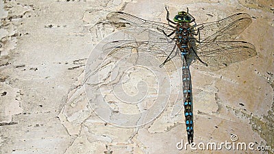 Close up of dragonfly on birch cork Stock Photo