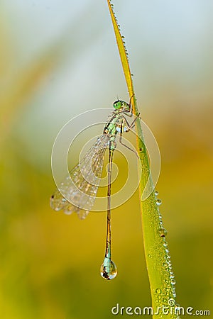 Close up of a dragonfly on dew. Stock Photo