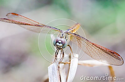 Close Up dragonfly on dry grass with blurred background Stock Photo