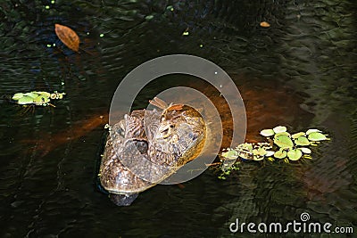 Close up of dragonfly on the head of an aligaÃ‚Â¡tor Caiman latirostris Caiman Crocodilus Yacare Jacare, in the rive Stock Photo