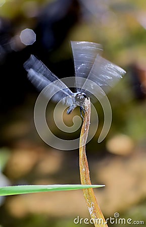 A close up of a dragonfly landing on a stick Stock Photo