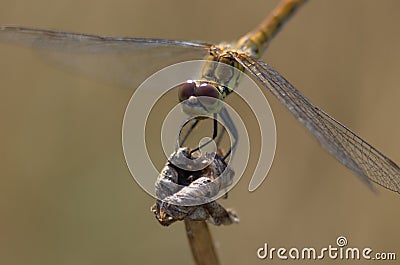 Close up on dragonfly on a plant Stock Photo