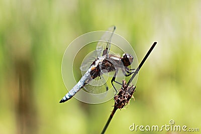 Close-Up Of Dragonfly On Stem Stock Photo