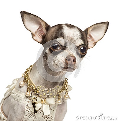 Close-up of a dressed up Chihuahua with fancy collar Stock Photo