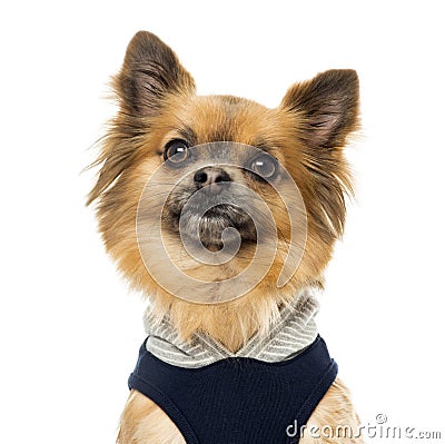 Close up of a dressed up Chihuahua, isolated Stock Photo
