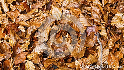 Close up of dried beech tree leaves Stock Photo