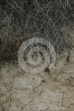 Close up of a dried bush Stock Photo