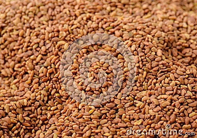Close up of dried organic alfalfa seeds Stock Photo