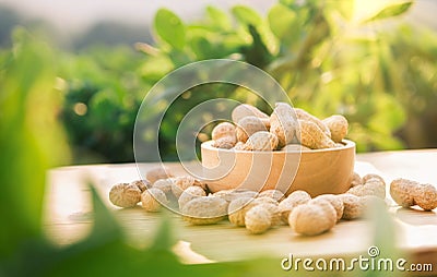 Dried peanuts in wooden bowl on table with green peanut plantation background Stock Photo