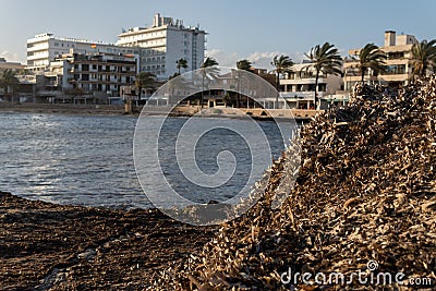 Close-up of dried Posidonia algae, Posidonia oceanica Stock Photo