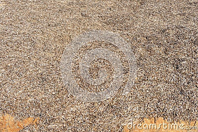 Close-up of dried Posidonia algae, Posidoniaceae Stock Photo