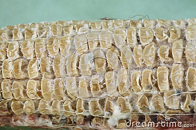 Close up on dried shrunken corn kernels Stock Photo