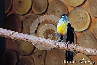 Droll Bird Stock Photo