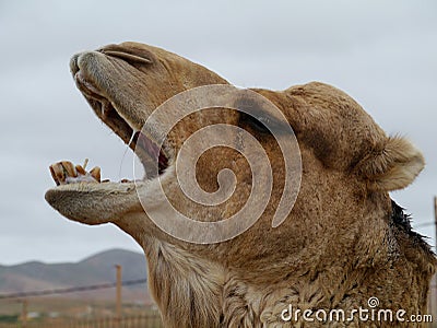 Close up of a dromedary or Arabian camel Stock Photo