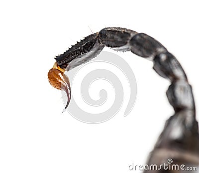 Close-up of a drop of venom on the tail of a Emperor scorpion Stock Photo