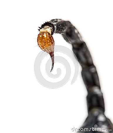 Close-up of a drop of venom on the tail of a Emperor scorpion Stock Photo