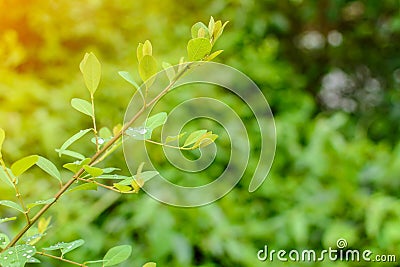 Close-up Droplet on green leaf forest pattern Stock Photo