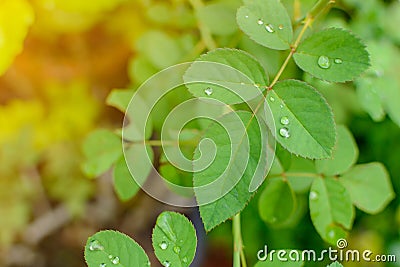 Close-up Droplet on green leaf forest pattern Stock Photo