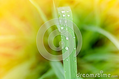 Close-up Droplet on green leaf forest pattern Stock Photo
