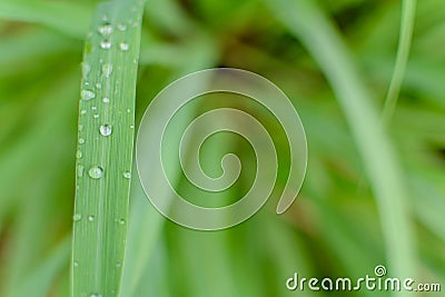 Close-up Droplet on green leaf forest pattern Stock Photo